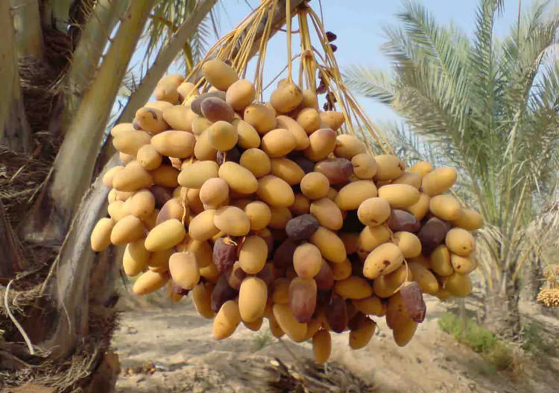 سوغات بوشهر 
