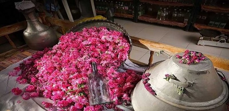 مراسم گلاب گیری کاشان,سوغات معروف کاشان,گلاب قمصر کاشان