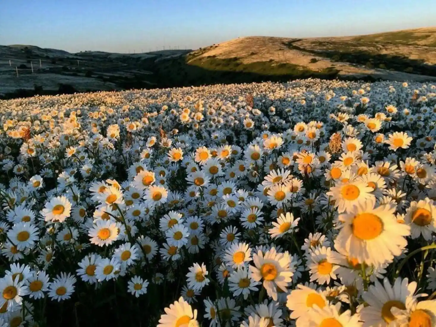 راهنمای کامل سفر به جنگل فندقلو و دشت بابونه نمین
