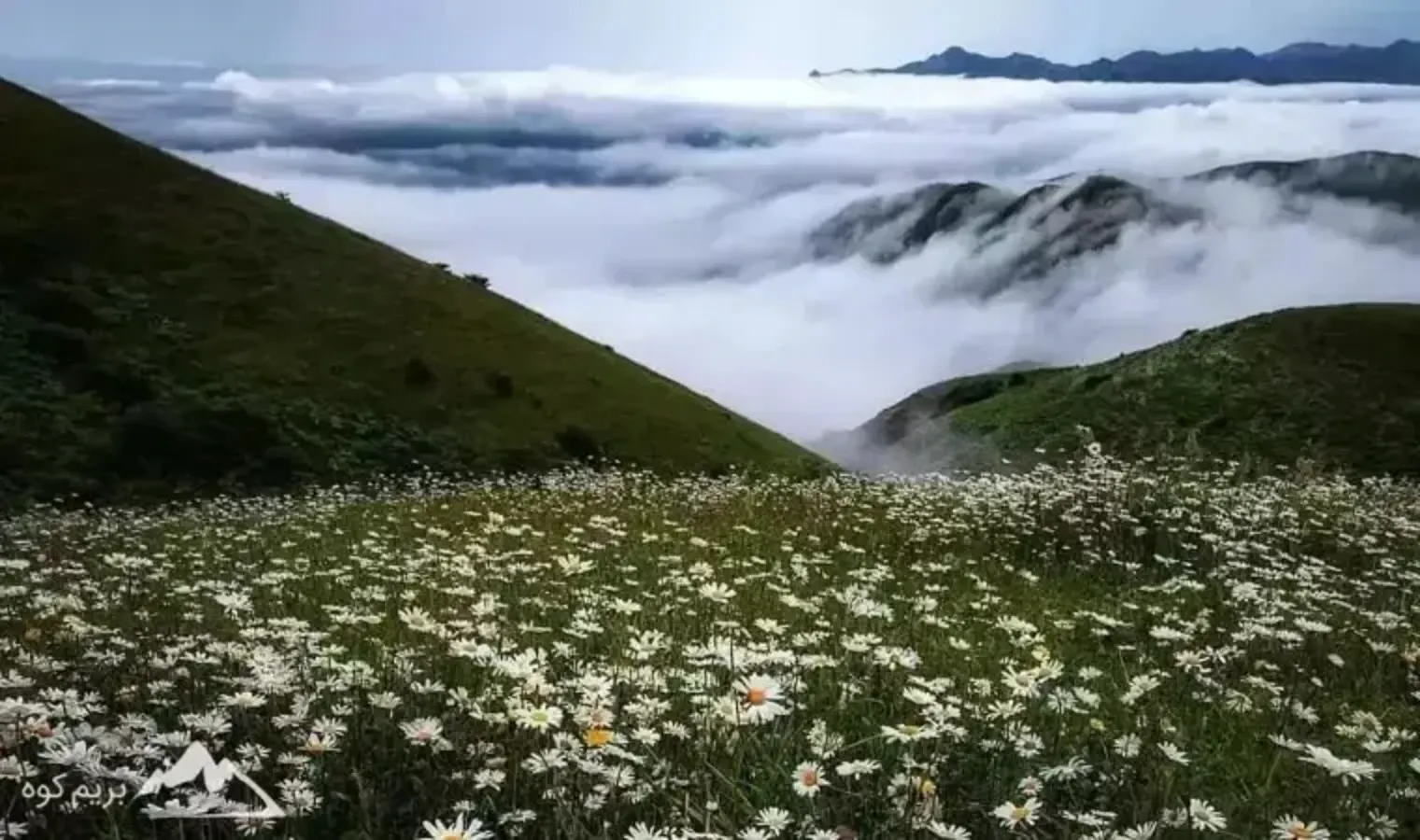 راهنمای کامل سفر به جنگل فندقلو و دشت بابونه نمین