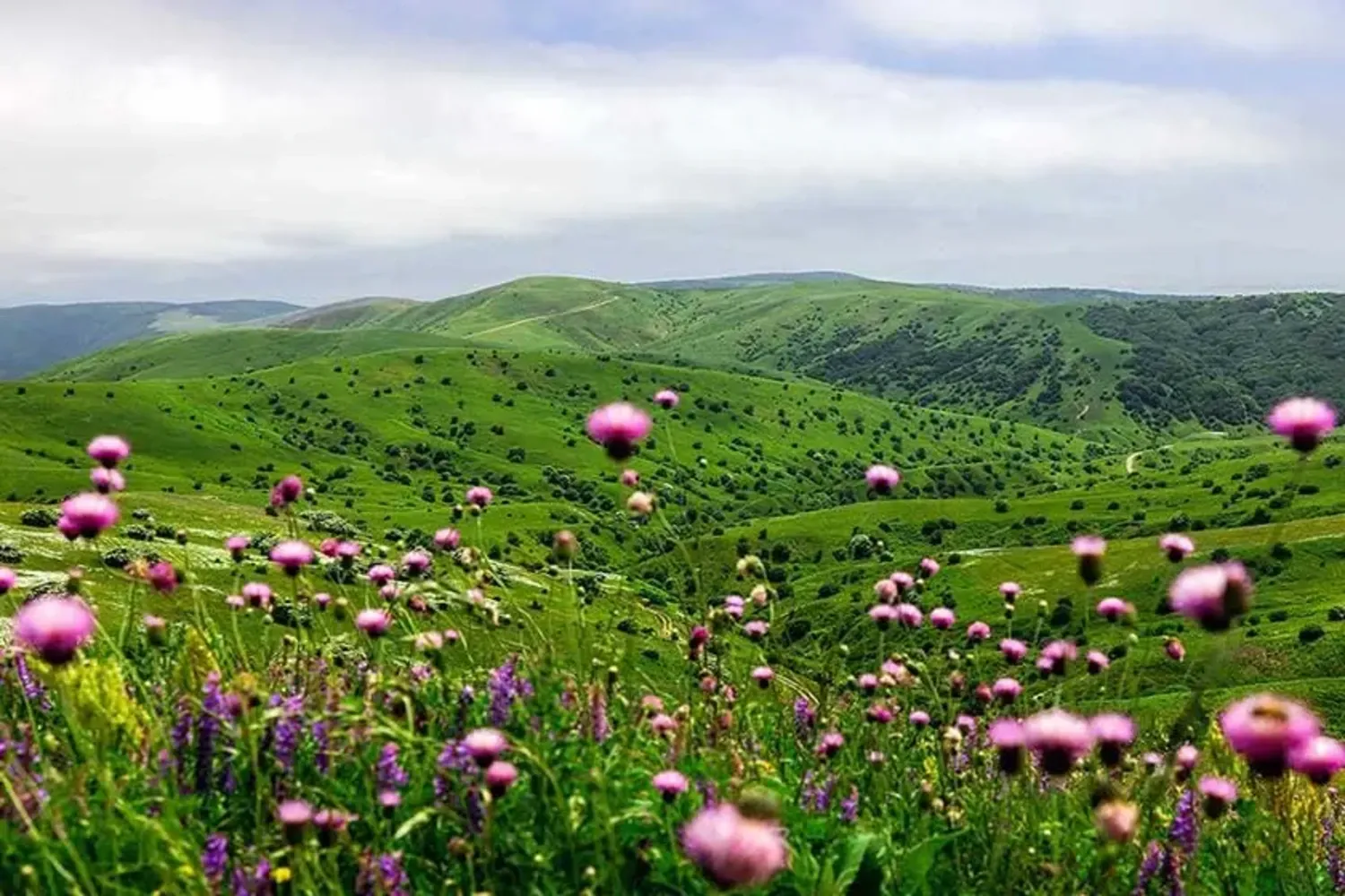راهنمای کامل سفر به جنگل فندقلو و دشت بابونه نمین