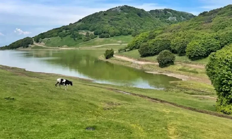 راهنمای کامل سفر به جنگل فندقلو و دشت بابونه نمین